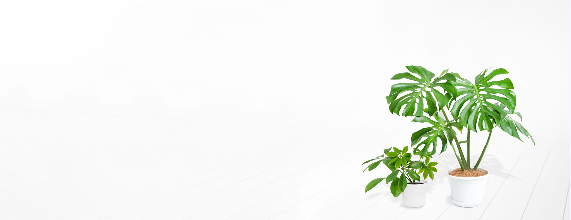 plant3-slider11.jpg